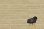 20х120 OakWood Греж Матовый R10A Ректификат