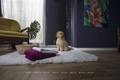 Душевая дверь Aquanet Cinetic 170, прозрачное стекло